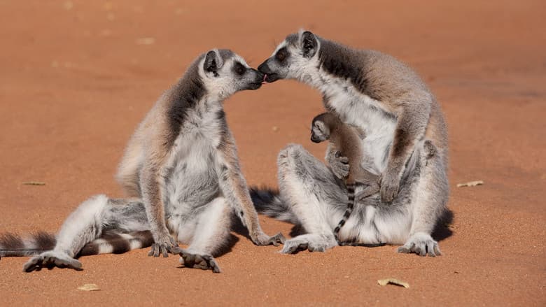 Island of Lemurs: Madagascar screenshot 2