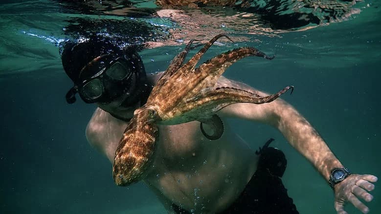 My Octopus Teacher screenshot 2
